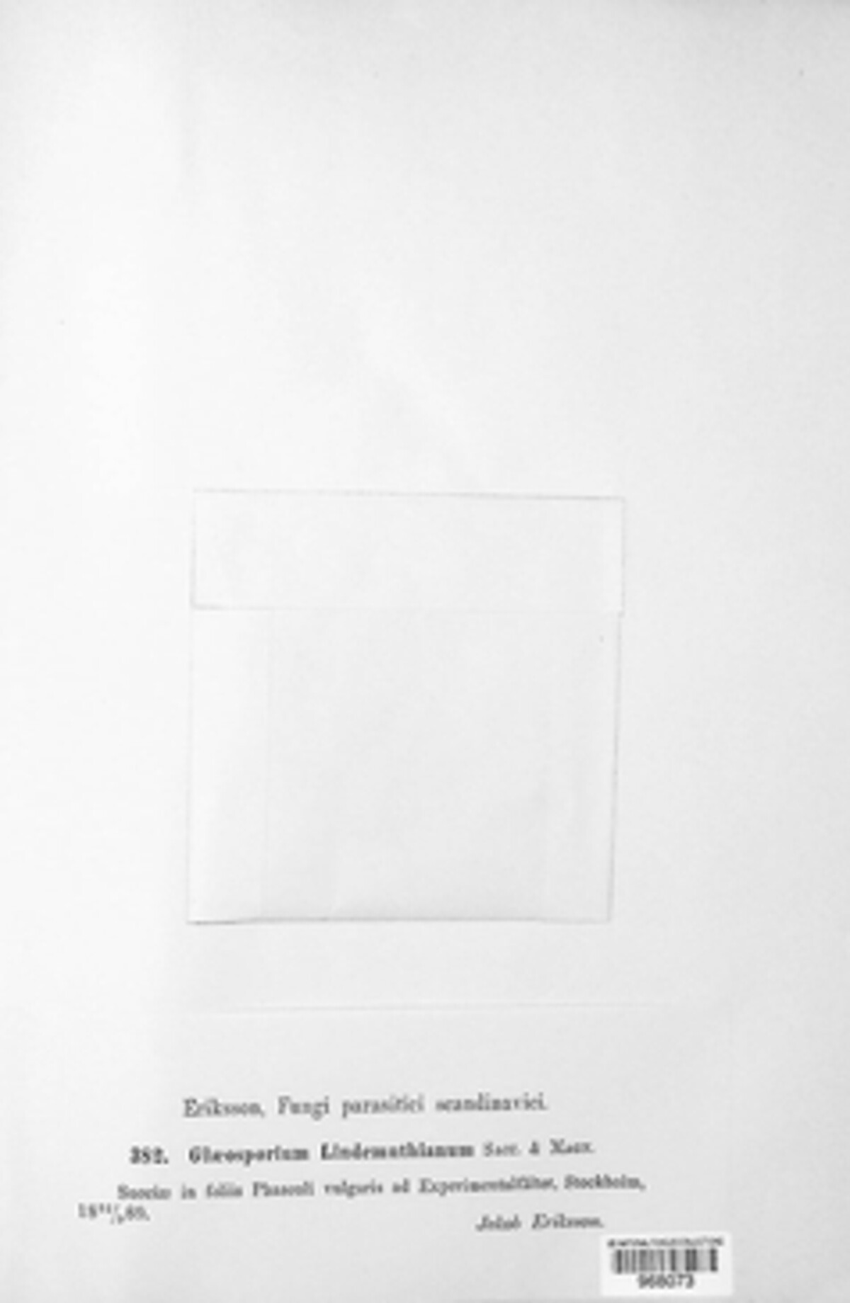 Colletotrichum lindemuthianum image